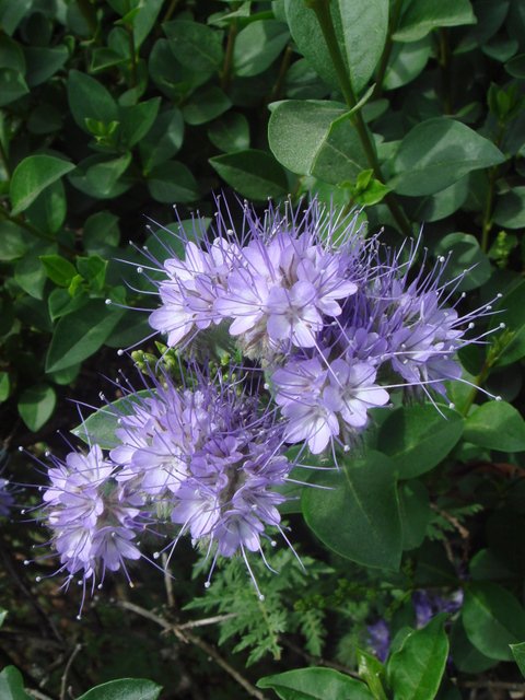 Phacelia tanacaetifolia